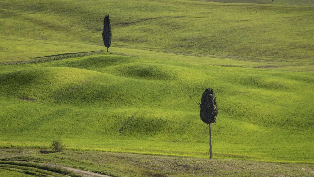 Minimal landscape photo of a green landscape with only 2 trees in Tuscany, Italy