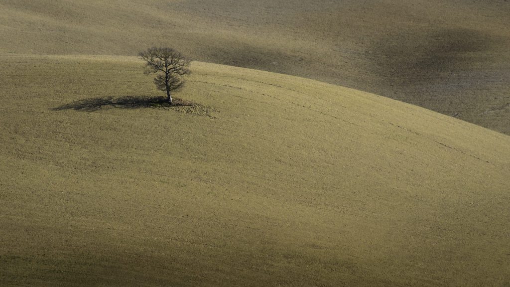 Minimal landscape photo with a lone tree in a freshly ploughed field in Tuscany, Itay.