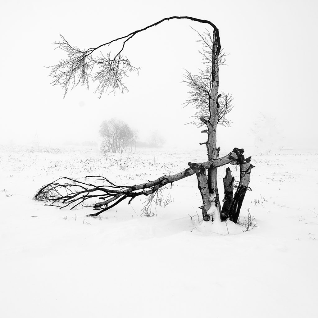 Minimal snowy black and white landscape photo of a lone broken tree in the snow and the mist