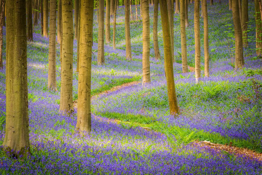 Landscape photo in Hallerbos, Belgium, of a bluebell-filled forest.