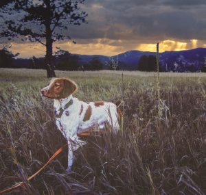 Photo of a dog in a landscape after edit