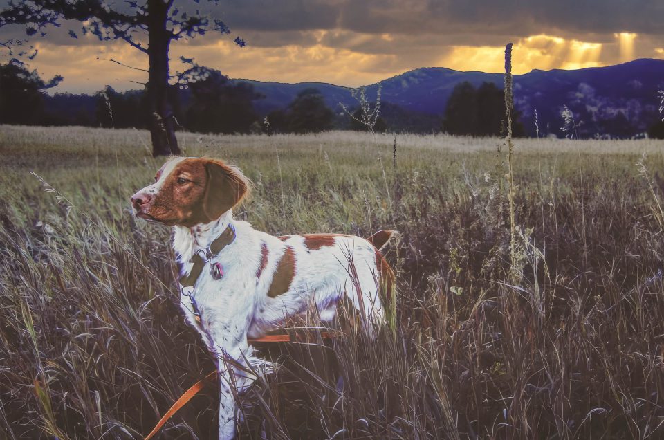 Photo of a dog in a landscape after edit