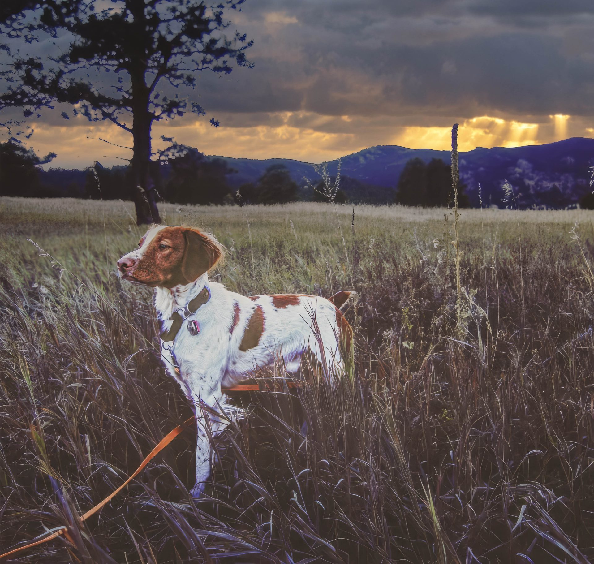 Photo of a dog in a landscape after edit