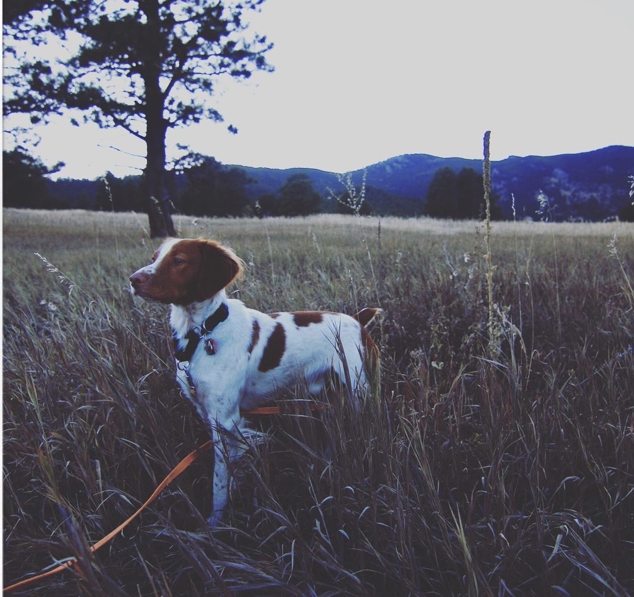 photo of dog in a landscape before edit