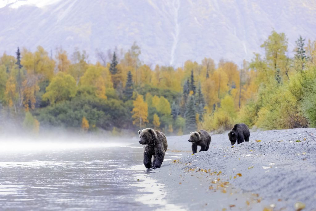 landscape photo with bears after editing