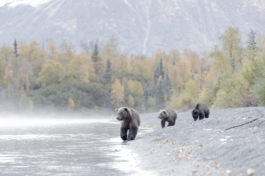 landscape photo with bears before editing