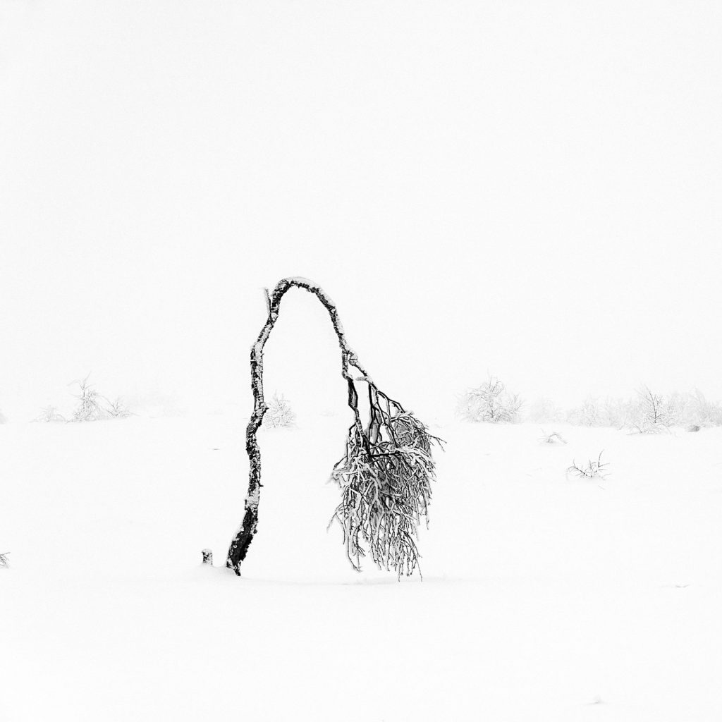 The black-and-white photograph shows a lone, bent tree covered in snow, bending under its winter burden. Its heavy branches hang like a silent ode to the power of nature as they stand out sharply against the even white of the landscape. The simplicity of the composition and high contrast emphasises both struggle and grace. In monochrome, the tree takes on a dramatic, almost expressive look, evoking resilience and the raw beauty of nature in adversity.