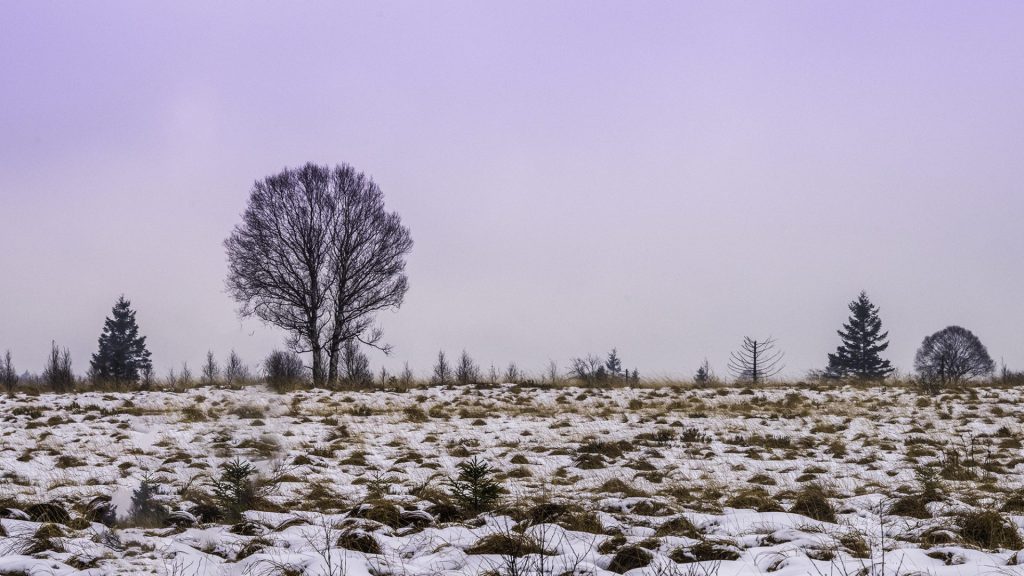 This landscape captures a serene winter scene. A lone leafless tree forms a stark silhouette against a muted sky; its branches are etched like delicate lacework. Around it, a few evergreens stand on the horizon, contrasting life continuing amid nature's slumber. The foreground is a textured carpet of snow-covered earth, whispering of the season's chill. The subtle interplay of soft grasses and muted earth tones lends the scene a quiet melancholy and reflective stillness.