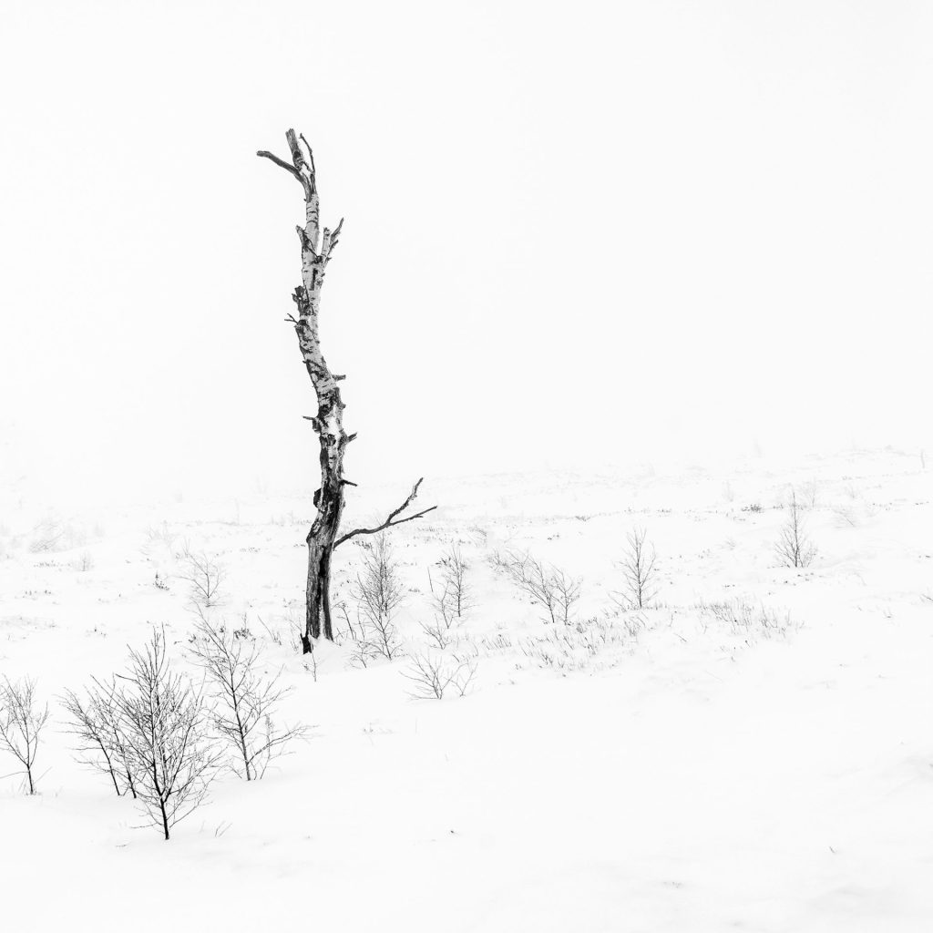 The image embodies the stark beauty of loneliness in a winter landscape. A single, bare tree stands defiantly amid a sea of white, its branches stripped of life but with a quiet strength. The absence of other elements in the frame draws the eye to the twisted shape of the tree, a natural sculpture formed by the elements. The uniform blanket of snow creates an almost infinite space that reinforces the tree's solitary struggle against the elements.