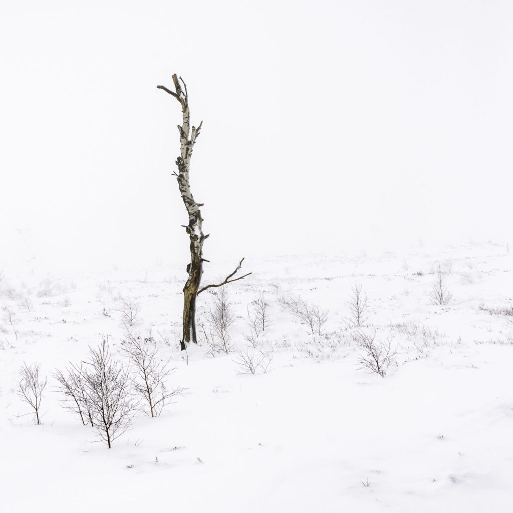 The colour image embodies the stark beauty of loneliness in a winter landscape. A single, bare tree stands defiantly amid a sea of white, its branches stripped of life but with a quiet strength. The absence of other elements in the frame draws the eye to the twisted shape of the tree, a natural sculpture formed by the elements. The uniform blanket of snow creates an almost infinite space that reinforces the tree's solitary struggle against the elements.