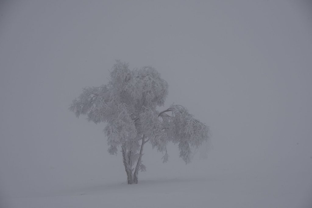 non edited version: Simplicity in white" shows a lone tree whose branches are heavy with snow weight against an unbroken white background. The shape of the tree, draped in frost, bends gracefully as if in a state of mournful repose or silent homage. The texture of the snowy branches is rendered with a softness that contrasts with the starkness of the surrounding emptiness. This image speaks to the quiet resilience of nature and the poetic beauty found in the stillness of a winter landscape.