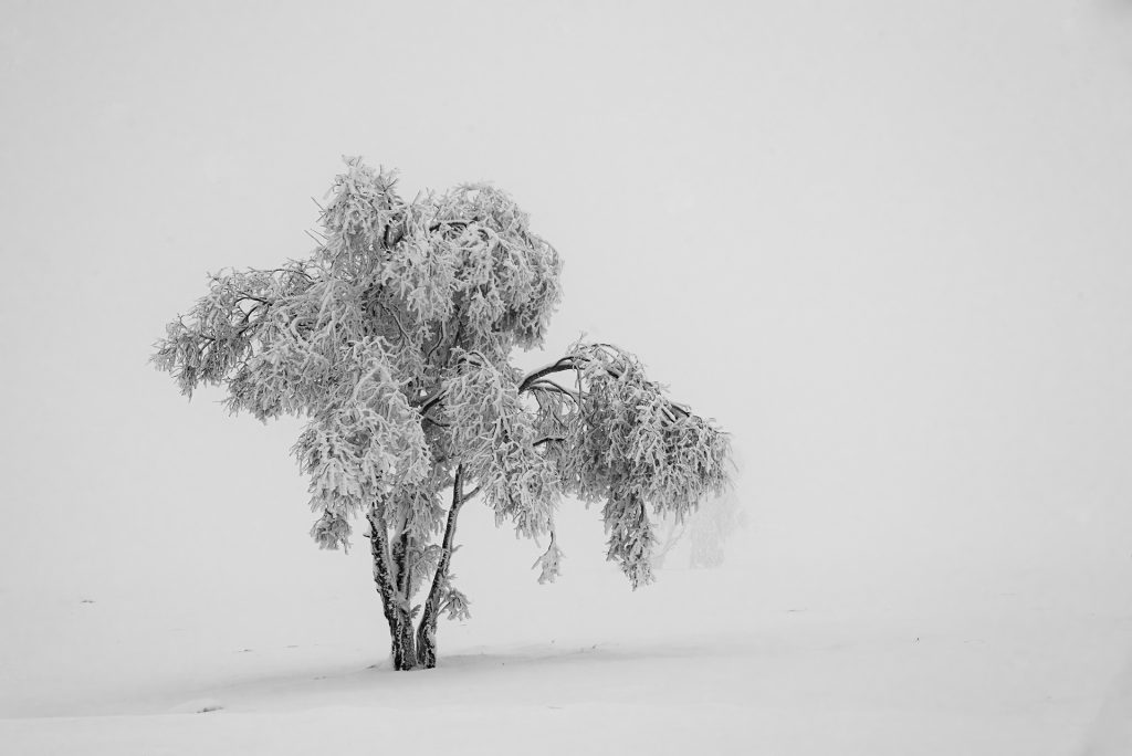 Simplicity in white" shows a lone tree whose branches are heavy with snow weight against an unbroken white background. The shape of the tree, draped in frost, bends gracefully as if in a state of mournful repose or silent homage. The texture of the snowy branches is rendered with a softness that contrasts with the starkness of the surrounding emptiness. This image speaks to the quiet resilience of nature and the poetic beauty found in the stillness of a winter landscape.