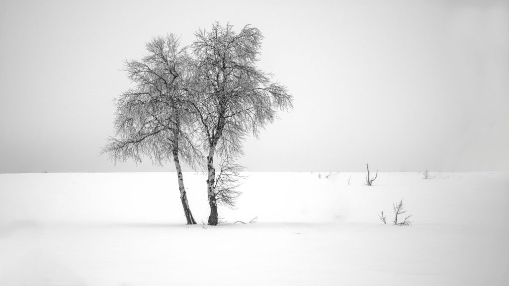 This photograph is a minimalist study in contrast and form. Two bare birches stand against a vast blanket of snow, their dark lines breaking through the immaculate white plain. The horizon is blurred, with subtle shading suggesting depth. Negative space enhances the impact, while the high-key treatment allows the trees to emerge from the void. Embodying the 'less is more' principle, this image evokes the serene stillness of a snowy landscape.