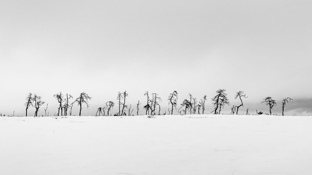 This photograph captures a stark but serene landscape where skeletal trees dance against a snow-covered background. The monochrome palette enhances the play of light and shadow, giving the scene an ethereal quality. Like delicate strokes of ink, the trees reach for the sky and embody resilience amid winter desolation. The simplicity of the composition invites contemplation, while the lack of colour reveals a raw, intense beauty. The balance between the vast snow and the graceful trees creates a soothing, introspective, minimalist, and compelling harmony.
Noir Flohay - minimalist winter photography