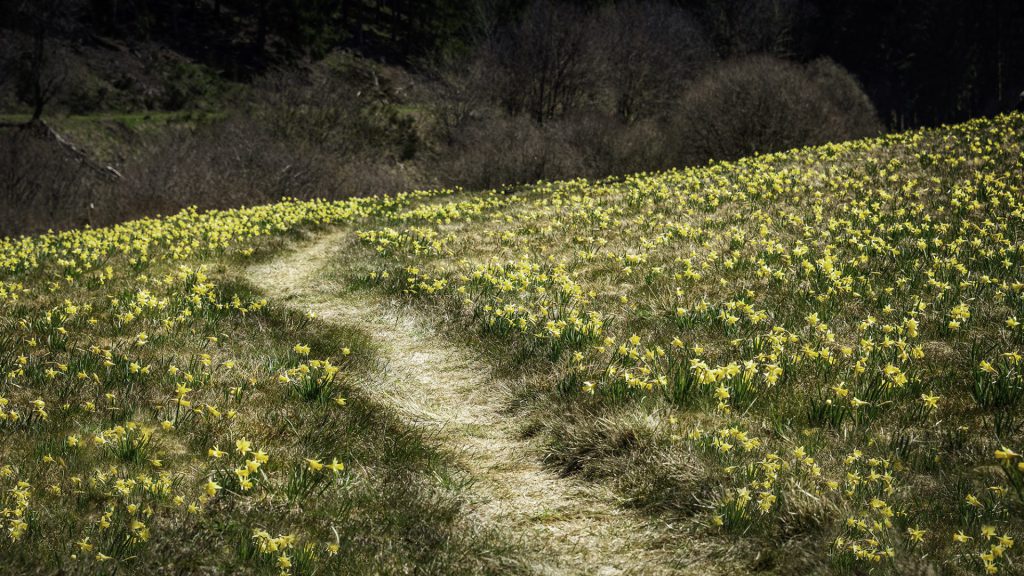 Not far from Noir Flohay, in the Holzwarche Valley, you can witness the stunning spectacle of meadows adorned with wild daffodils in spring. A gently winding path cuts through a field of blooming yellow daffodils, like an invitation to explore the spring landscape. The flowers sparkle in the sunlight, their vibrant colour contrasting with the dry grass and shadowy background of bare trees and shrubs. The image exudes a sense of tranquillity and natural beauty, while the path guides the eye and arouses curiosity about what lies hidden beyond. The simplicity of the composition and the play of colours between yellow, green and earth tones emphasise the awakening of nature in a serene springtime.