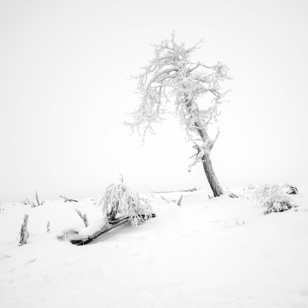 "Winter's Resilience" shows a tree with gnarled branches, a testament to weathering the harshness of winter. The snow-covered background accentuates the twisted and contorted silhouette of the tree, a dance of survival against the elements. In the foreground, an under-snowy branch alludes to past struggles, while the standing tree continues to defy the odds, each twig wrapped in frost or snow. This stark monochrome scene is a tribute to resilience in the face of adversity and shows the stark beauty of nature in its most challenging season.