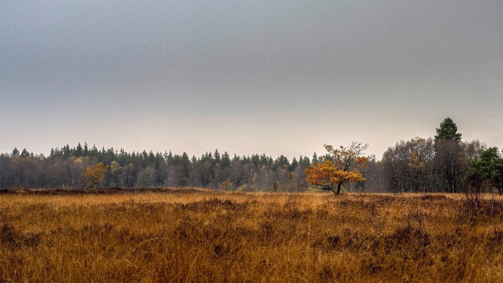 The atmosphere you can capture in autumn differs from that in winter. This composition speaks to the soul's longing for rest and reflection. A lone tree with leaves in the golden autumn colour palette stands in a sea of yellow-brown grasses, its isolation reinforced by the distant dense forest. The overcast sky creates a sombre mood and shrouds the landscape in a veil of silence. This single tree, bathed in diffuse light, becomes a symbol of resilience amid the encroaching slackness of its surroundings.