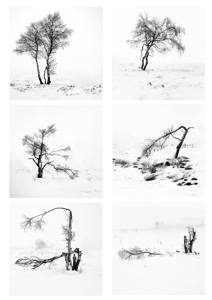 Six photographs, "1,2, Tree," form a black-and-white, minimalist interpretation of winter and show my deep admiration for the beauty of nature. Minimal winter landscapes