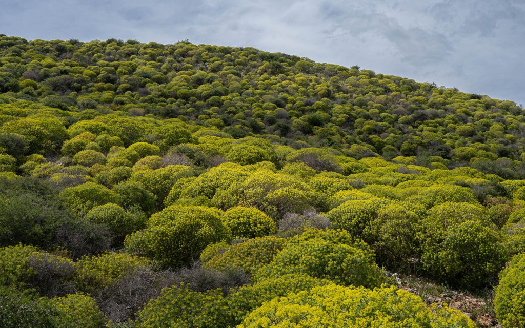 "A carpet of green." A hill covered with round, yellow-green shrubs fills the picture. The repetition in shape and colour creates a rhythmic, almost graphic pattern. The atmosphere is calm, with a subtle threat in the clouds. The style is documentary, with a minimalist slant. The repetition feels like natural order. The absence of human traces emphasises the purity of the landscape. In post-processing, I subtly enhanced the relief with dodging and burning. (© Guy Lambrechts)
Travel Photography trip to Crete