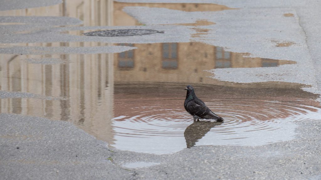 The picture shows a pigeon in a shallow puddle on the tarmac, surrounded by ripples in the water. The puddle reflects a city facade in soft tones. The image exudes simplicity, tranquillity and a poetic ordinariness. The style is documentary with a touch of street photography: an observation of the small moment in a metropolitan context. The shot captures a moment of calm and reflection in an urban setting. The dove becomes a symbol of adaptation, the mundane and stillness. The reflection represents introspection: a view of the city through an unexpected lens. Photographing in Crete in bad weather
