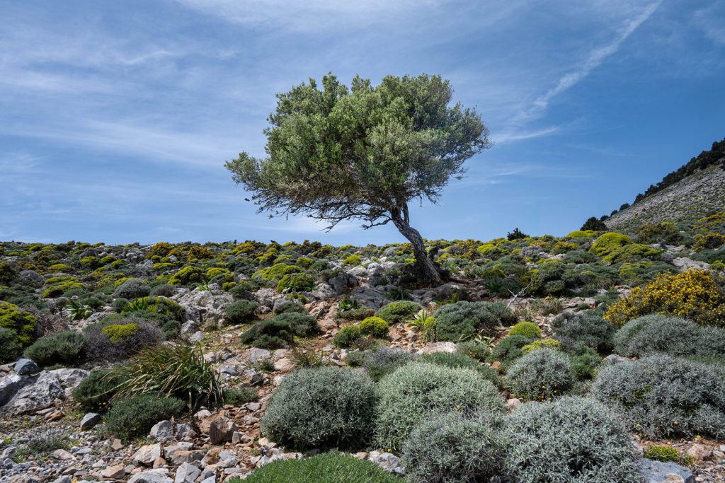 A single, slightly bent tree stands on a rocky slope, surrounded by low, rounded shrubs and Mediterranean vegetation. The tree is slightly tilted to the right, presumably due to continuous wind. The sky is bright blue with a few veils of high clouds. Artistic review: The tree acts as a symbol of solitude, strength and survival. Its position in a rough and dry landscape reinforces its character. The texture of the shrubs and stones contrasts with the airy background, and the clear sky provides visual breathing space. The composition feels natural and balanced without forced structure.
